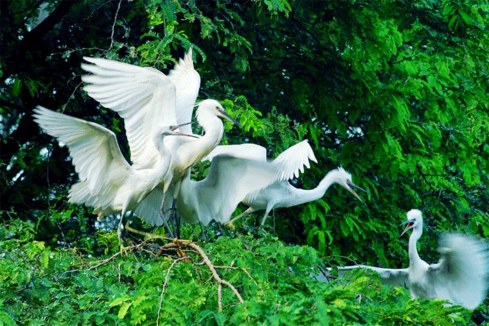 Vam Ho Bird Sanctuary